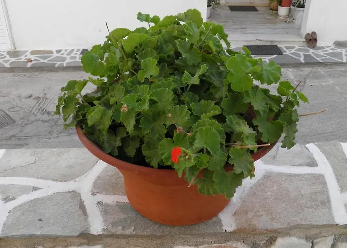 Maria In Paros 2-4 Persons *